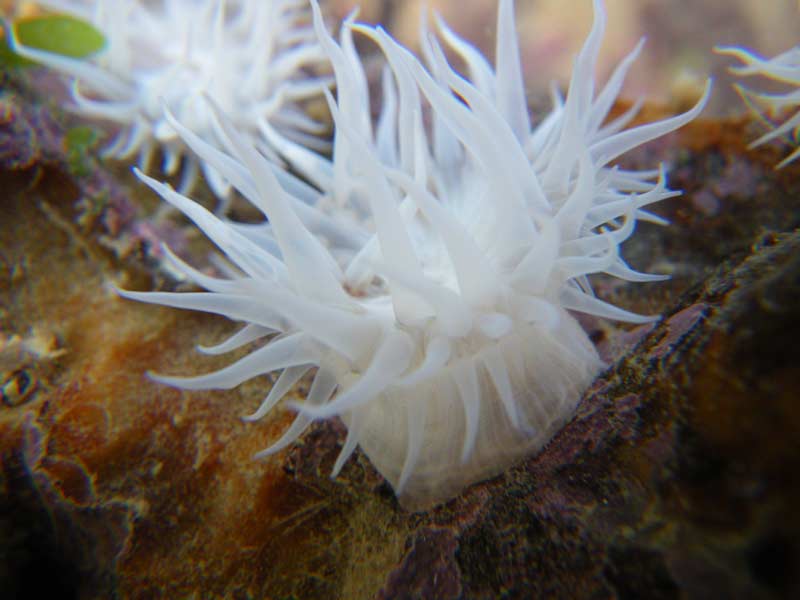 Modal: A white sandalled anemone, showing column and tentacles.