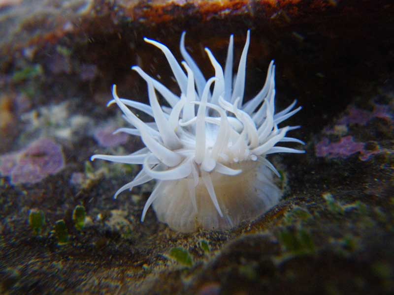 [jhepburn20091216_2]: A partially-retracted white sandalled anemone, showing column and tentacles.