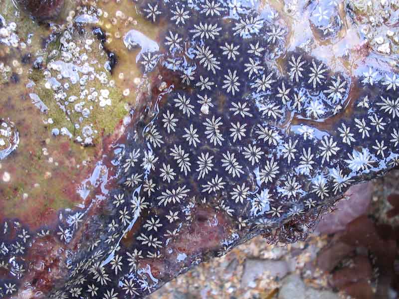 Modal: A blue morph star ascidian.