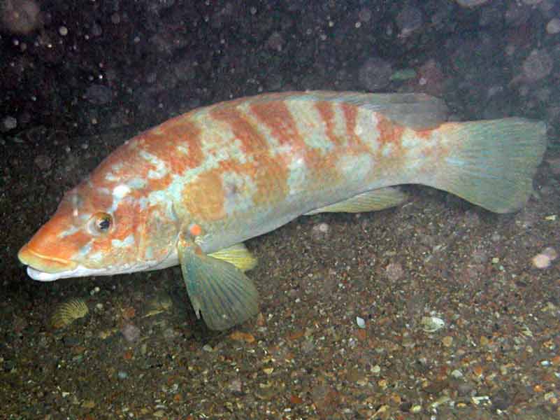 Image: White and orange Labrus bergylta off a soft seabed.
