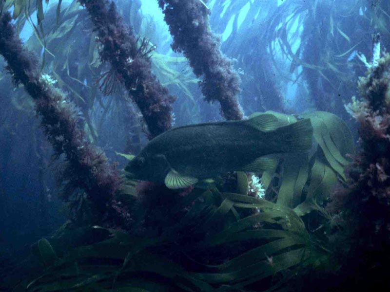 Labrus bergylta, ballan wrasse.