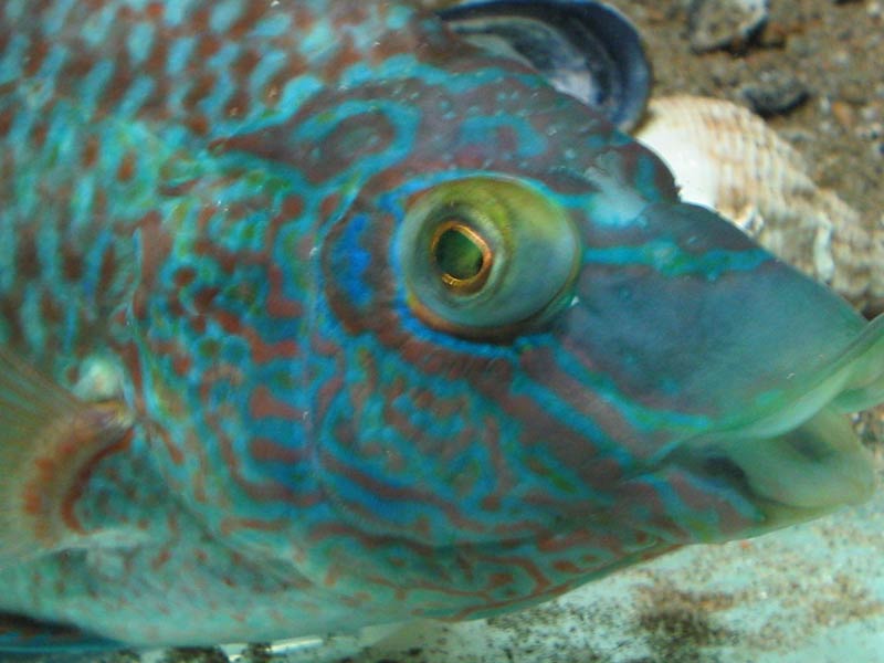 Head of Labrus bergylta.