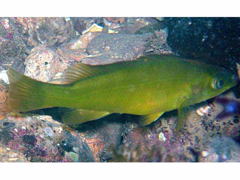 Modal: Green <i>Labrus bergylta</i> off a mixed seabed.