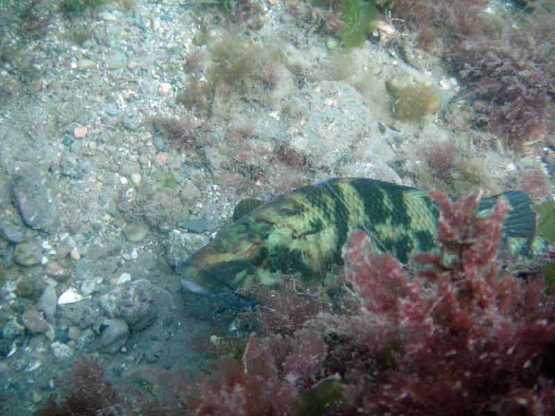 Patchy green Labrus bergylta seeking refuge amongst seaweeds.