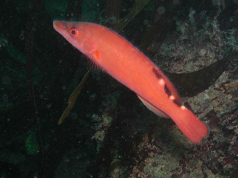 Modal: Female cuckoo wrasse in the Channel Islands.