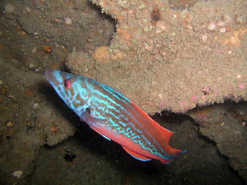 Male cuckoo wrasse illustrating brilliant colouration.