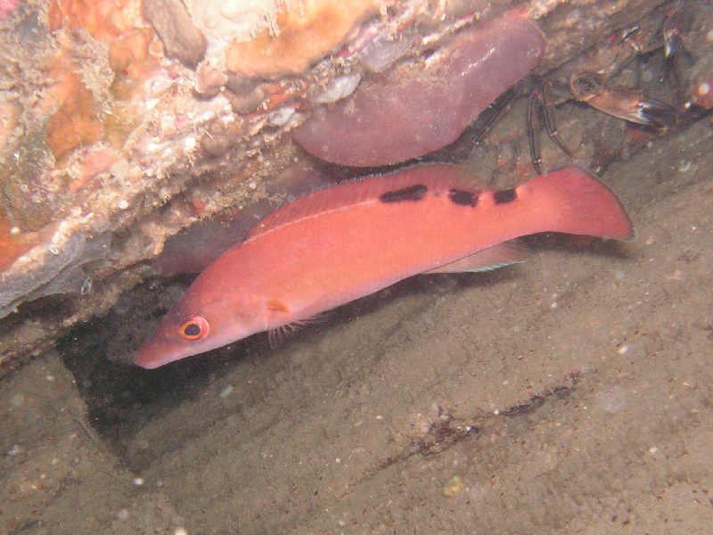 Female cuckoo wrasse near the Mewstone, Plymouth.