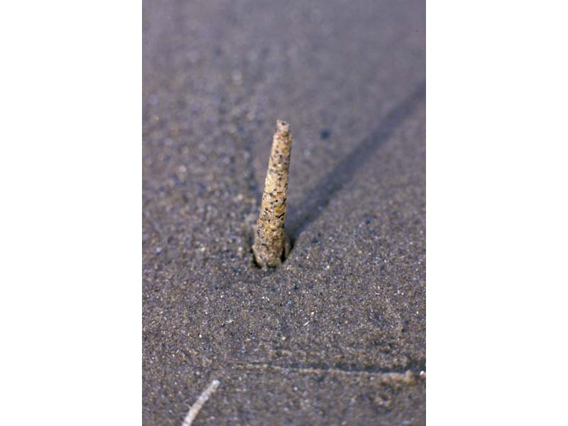 Image: The worm Lagis koreni in sediment.