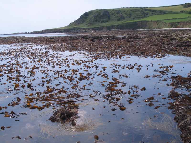 Image: Vast Laminaria digitata patch at low tide.