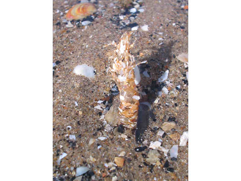 [lancon4]: A sand mason worm tube.