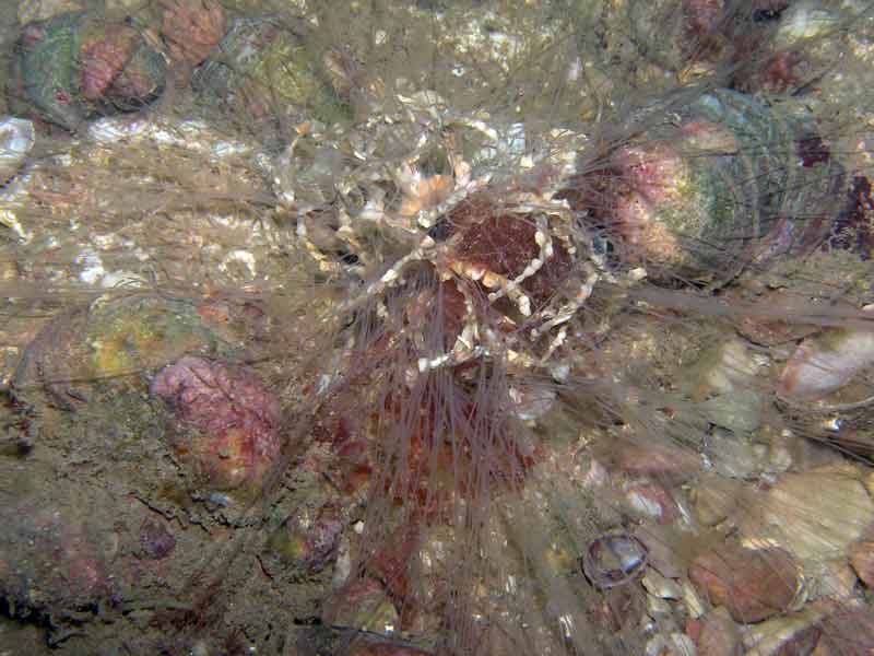 Image: Radiating tentacles of Lanice conchilega.