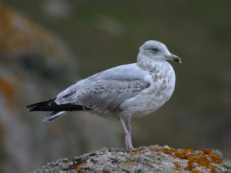 Image: A juvenile herring gull, Larus argentatus, with patches of the adult plumage.