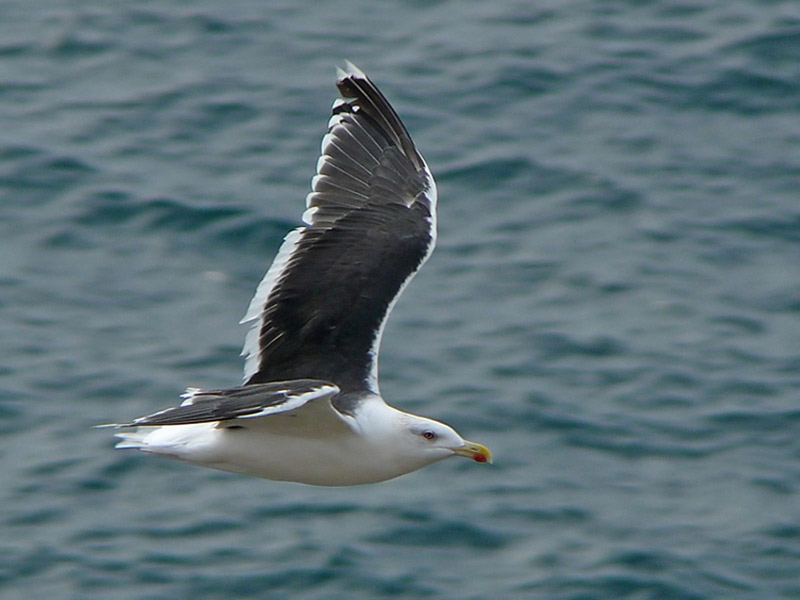Modal: The great black-backed gull, <i>Larus marinus</i>, in flight.