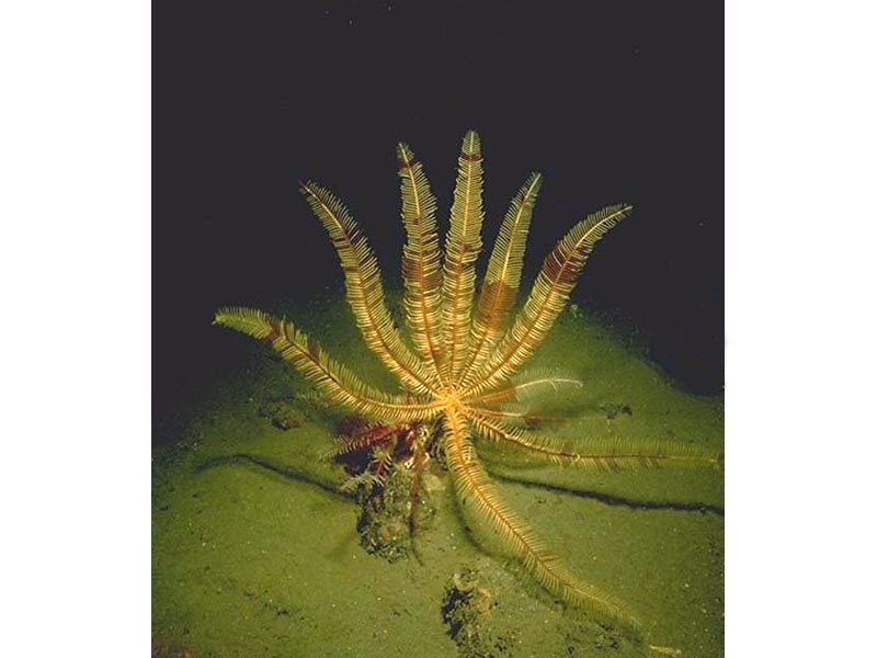Image: Leptometra celtica, deep water crinoid.
