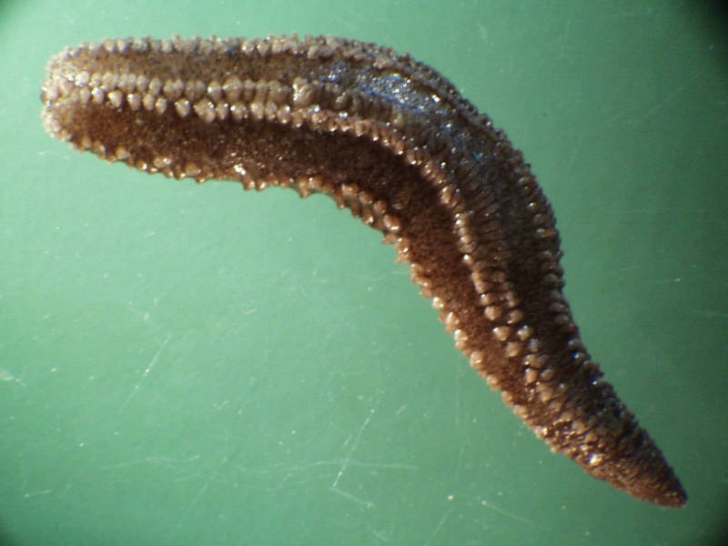 Modal: <i>Paraleptopentacta elongata</i> specimen, approximately 5 cm long.