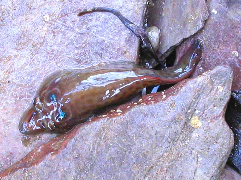 Modal: <i>Lepadogaster lepadogaster</i> on a rock at Wembury.