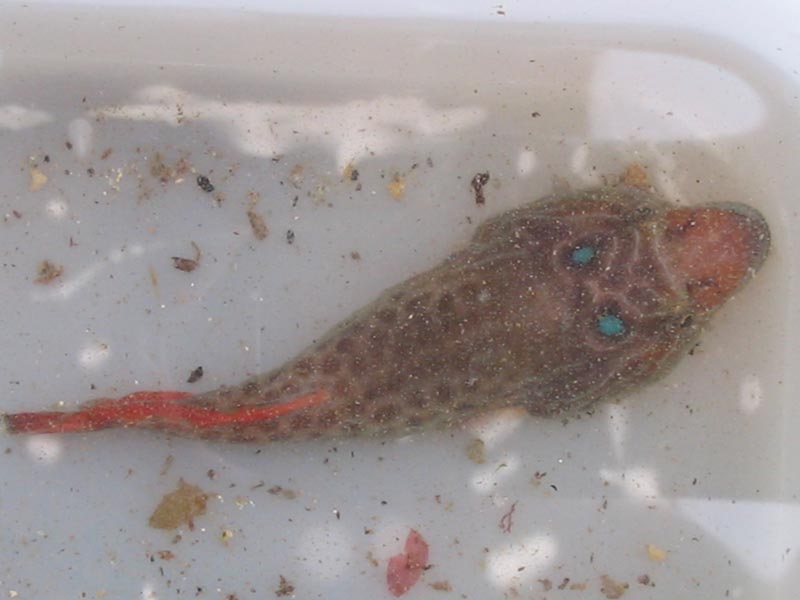 [leplep7]: <i>Lepadogaster lepadogaster</i> in a tray clearly showing blue spots and a red tail.