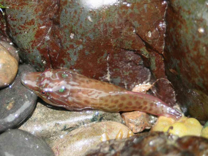 Modal: <i>Lepadogaster lepadogaster</i> with pebbles in a crevice.