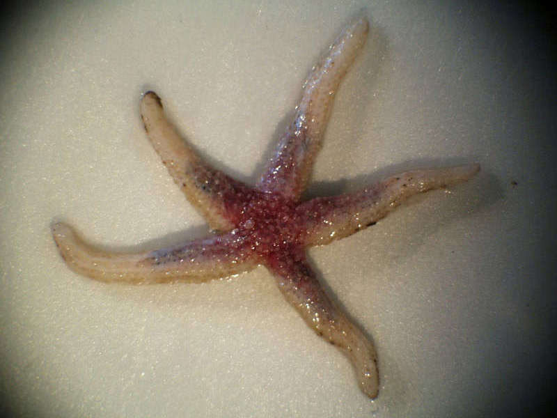 Northern starfish (Leptasterias (Leptasterias) muelleri) - MarLIN - The  Marine Life Information Network