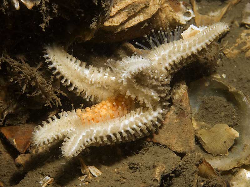 Leptasterias (Leptasterias) muelleri brooding its eggs on Modiolus beds at Strangford Lough, County Down, Northern Ireland.