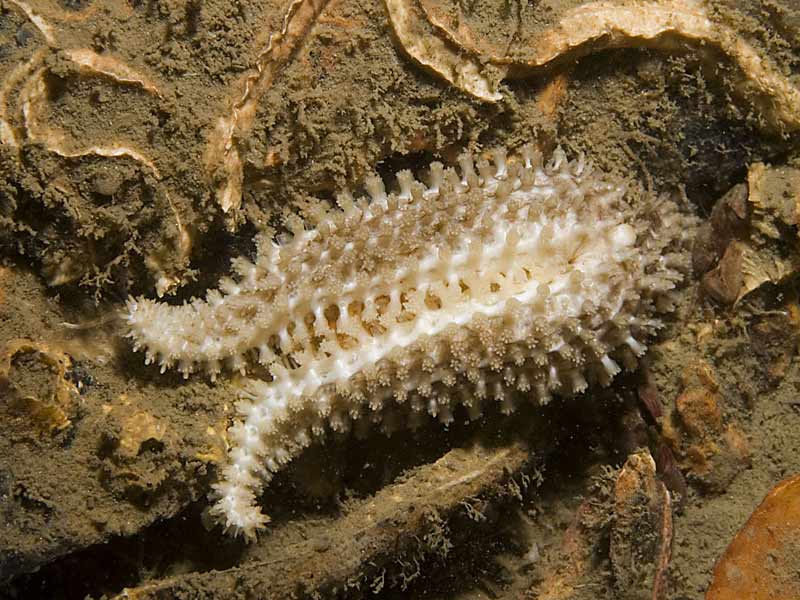 Leptasterias (Leptasterias) muelleri brooding its eggs on Modiolus beds at Strangford Lough, County Down, Northern Ireland.