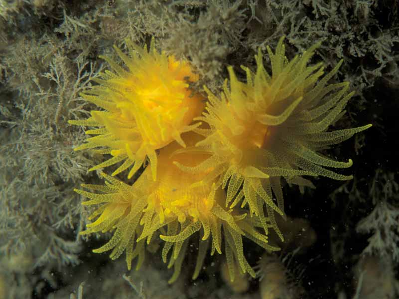 Modal: Sunset cup coral <i>Leptopsammia pruvoti</i> group on vertical rock below overhang at the Knoll Pins, Lundy.