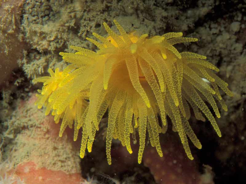 Image: Sunset cup coral Leptopsammia pruvoti on vertical rock on submerged cliff-line offshore of Plymouth Sound.
