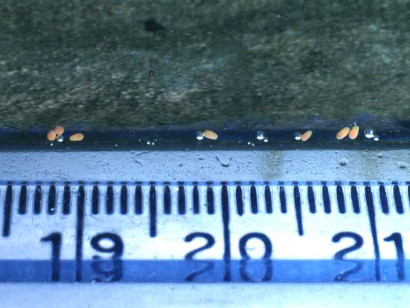 [leppru9]: <i>Leptopsammia pruvoti</i> eggs / larvae at water surface in aquarium.
