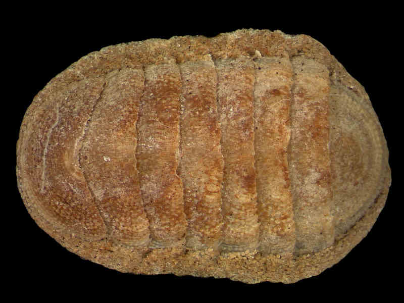 [lepsca]: Top view of <i>Leptochiton scabridus</i>.