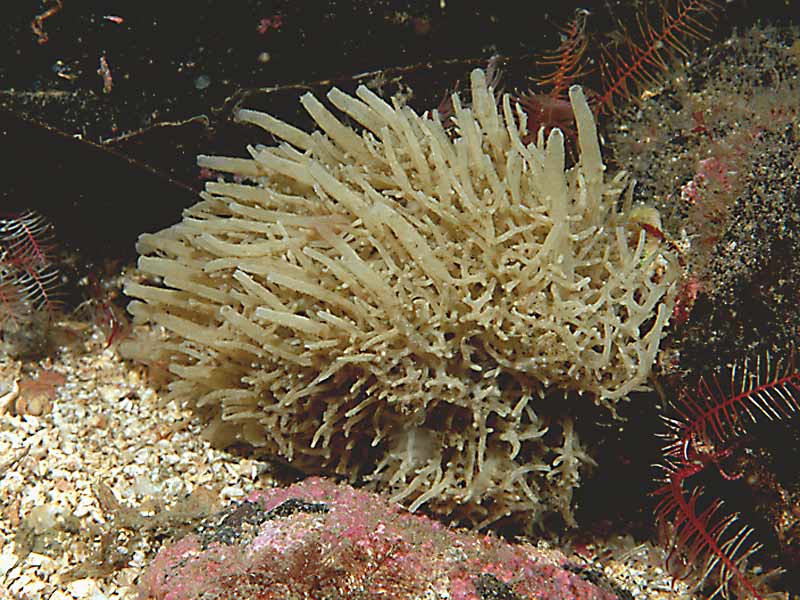 Leucosolenia botryoides at Strome Narrows in Loch Carron, Scotland.