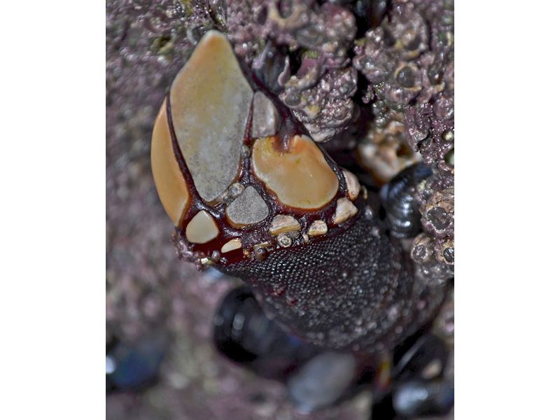 Image: Pollicipes pollicipes on rocks at Porthcurno