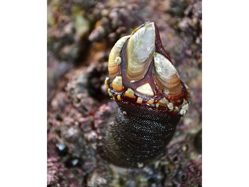 Pollicipes pollicipes on rocks at Porthcurno