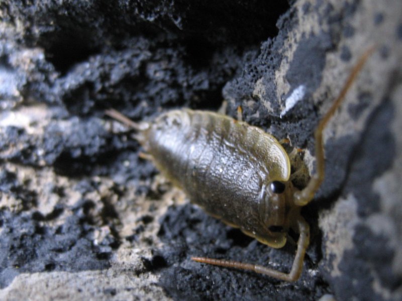 Individual <I>Ligia oceanica</I> on rocks on the upper shore at night.