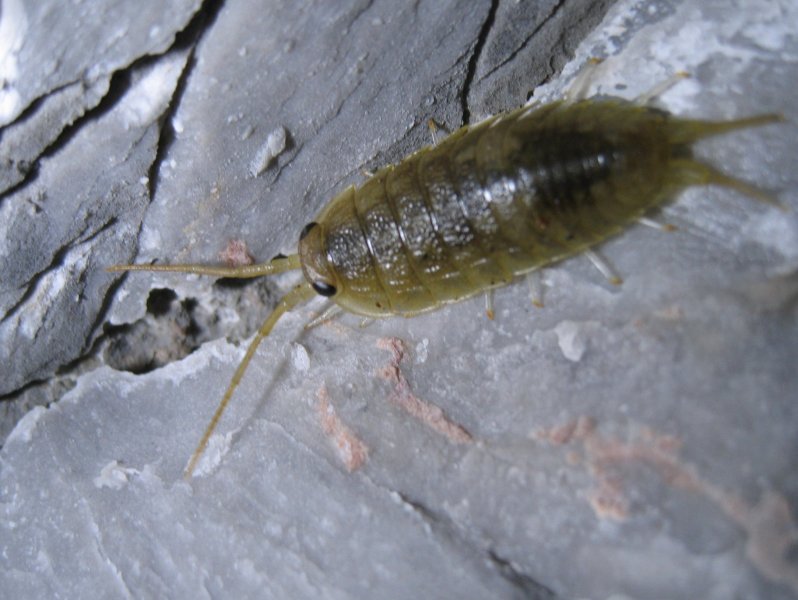 Individual <I>Ligia oceanica</I> on rocks on the upper shore at night.