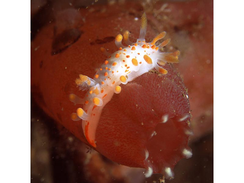 Modal: <i>Limacia clavigera</i> on ascidian siphon.