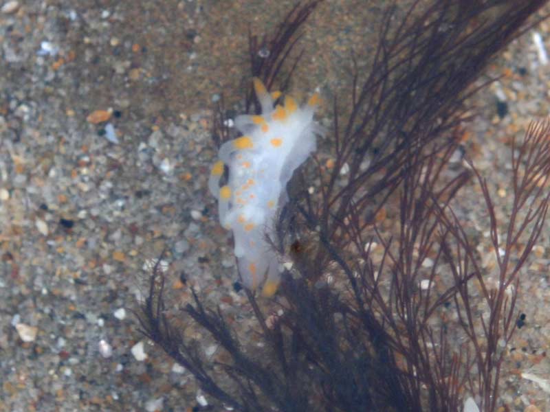 Limacia clavigera in a rockpool.