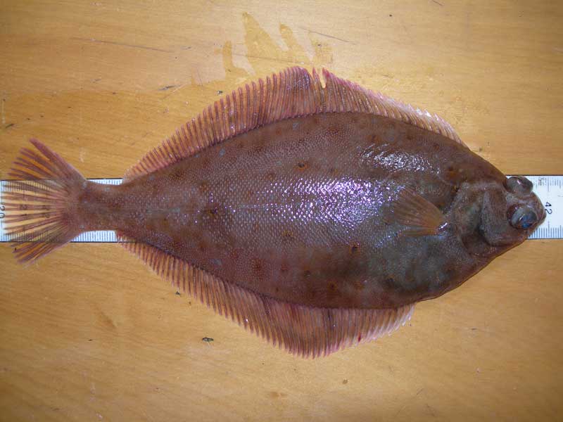 Image: Freshly caught adult Limanda limanda.
