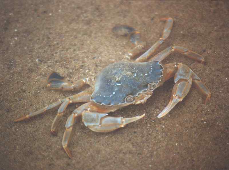 Modal: <i>Liocarcinus holsatus</i> out of water.