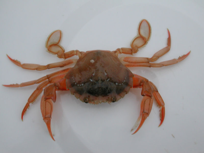 Liocarcinus holsatus.