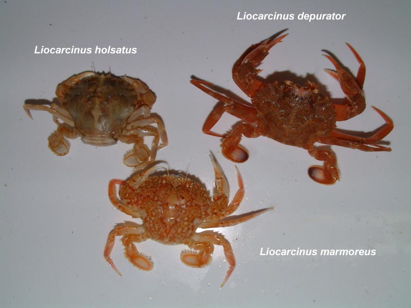 Image: Comparative images of Liocarcinus species.