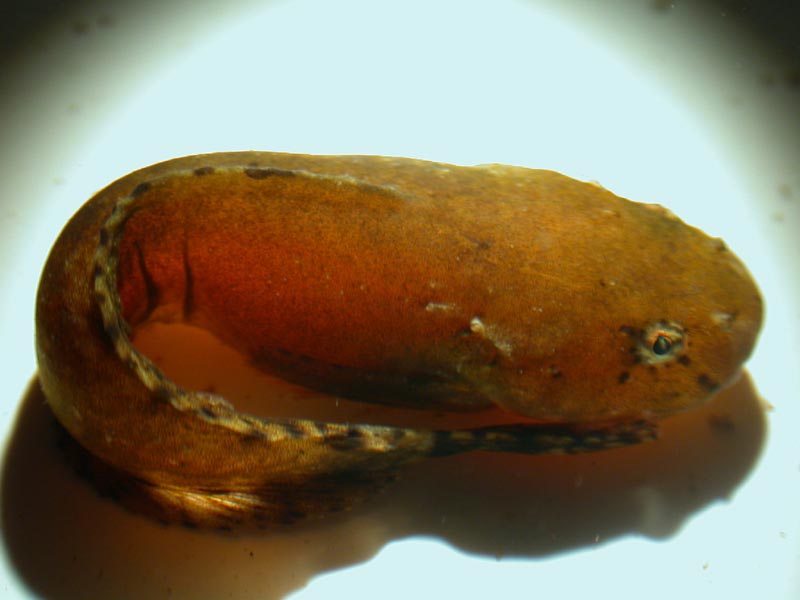 Modal: Juvenile sea snail.