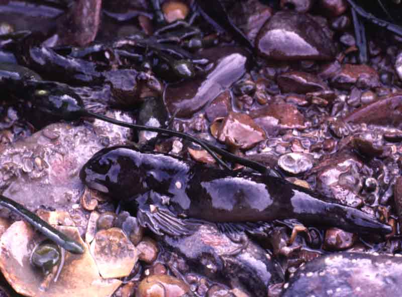 [lippho2]: The shanny, <i>Lipophrys pholis</i>, exposed at low tide.