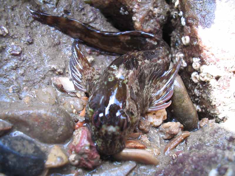 Modal: <i>Lipophrys pholis</i> exposed on the shore.