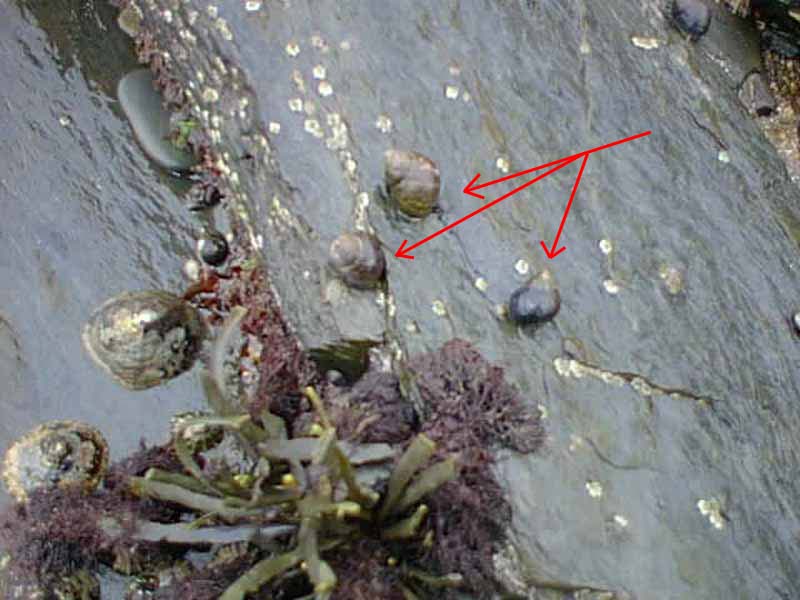 Image: Three Littorina littorea on intertidal rock with limpets, barnacles and weed.