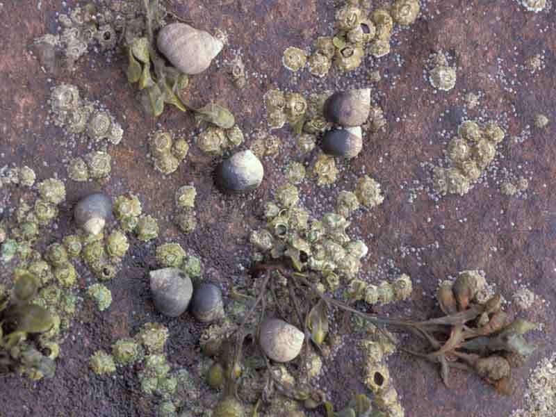 Modal: Edible periwinkle <i>Littorina littorea</i> on sheltered vertical rock at Millport, Firth of Clyde.