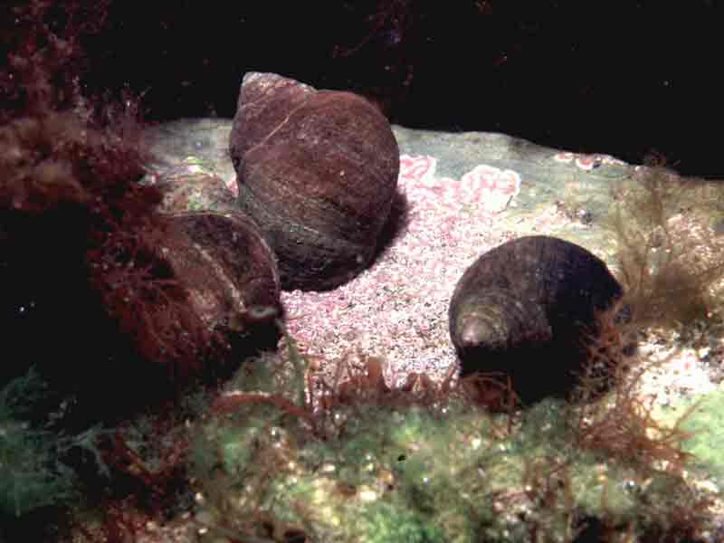 Modal: Three <i>Littorina littorea</i> on rock under water at high tide.