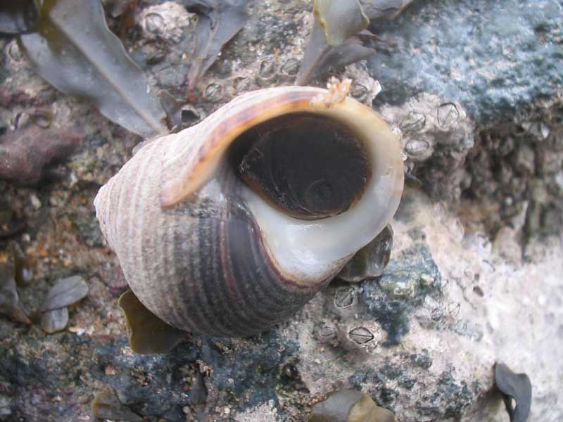 Image: Littorina littorea showing its withdrawn operculum.
