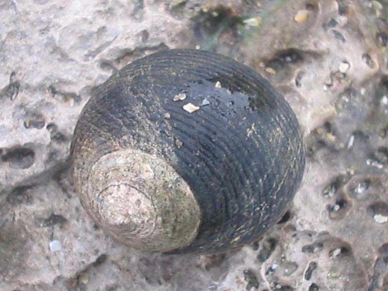 Modal: Lone <i>Littorina littorea</i> viewed from above.