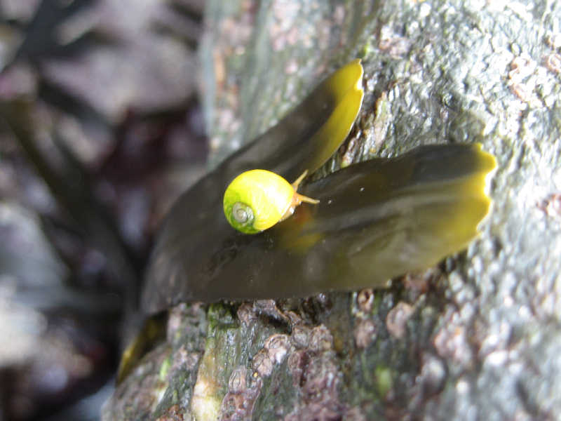 Littorina obtusata on Fucus sp.