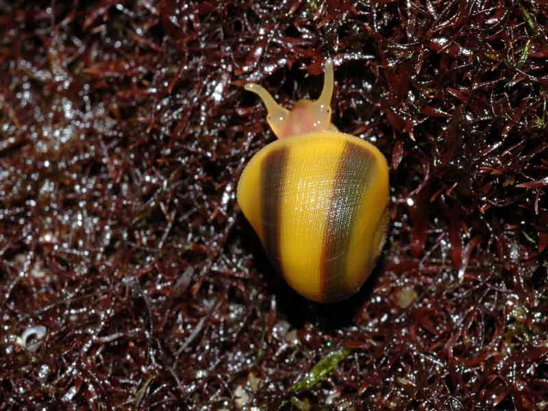 [litobt7]: Young <i>Littorina obtusata</i> with a distinctly banded shell.